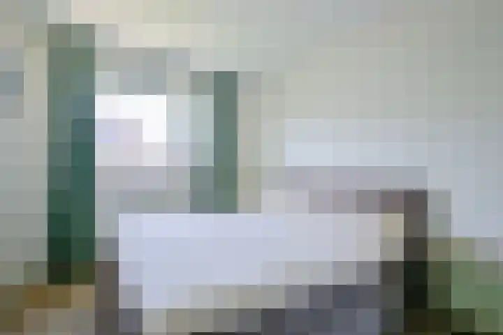 Steur 1 Schagen thumbnail 20