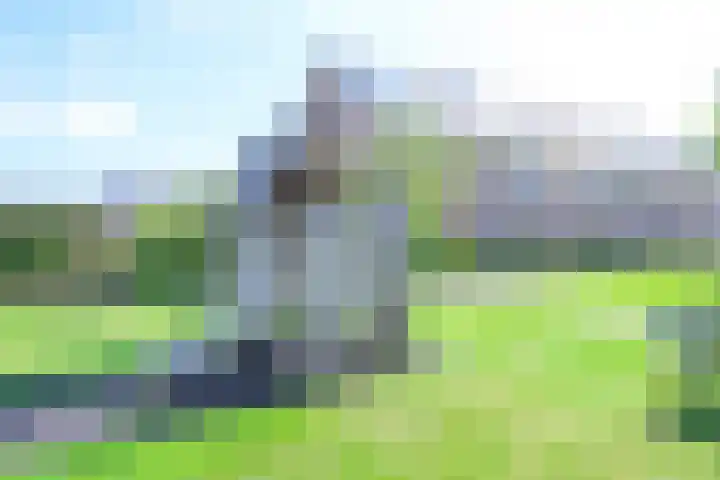 Steur 1 Schagen thumbnail 37