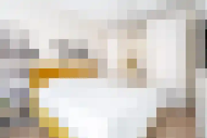 Steur 12 Schagen thumbnail 17