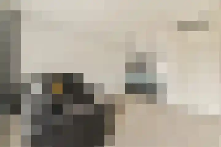 Steur 31 Hendrik-Ido-Ambacht thumbnail 7