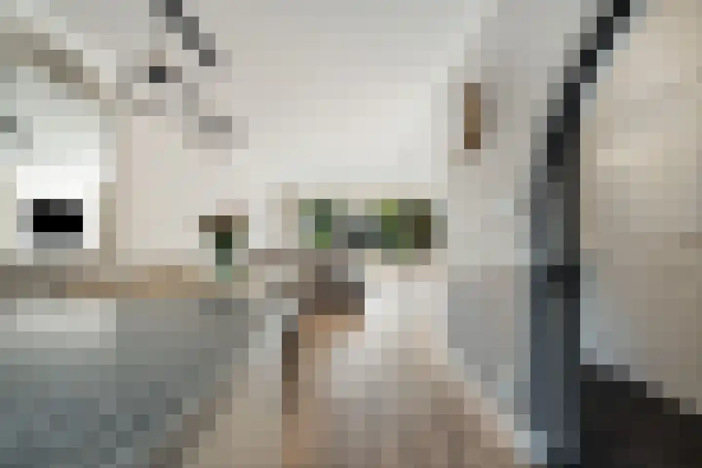 Steurendaal 66 Den Haag thumbnail 7