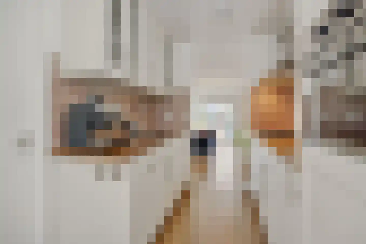 Steve Bikostraat 89 's-Hertogenbosch thumbnail 12