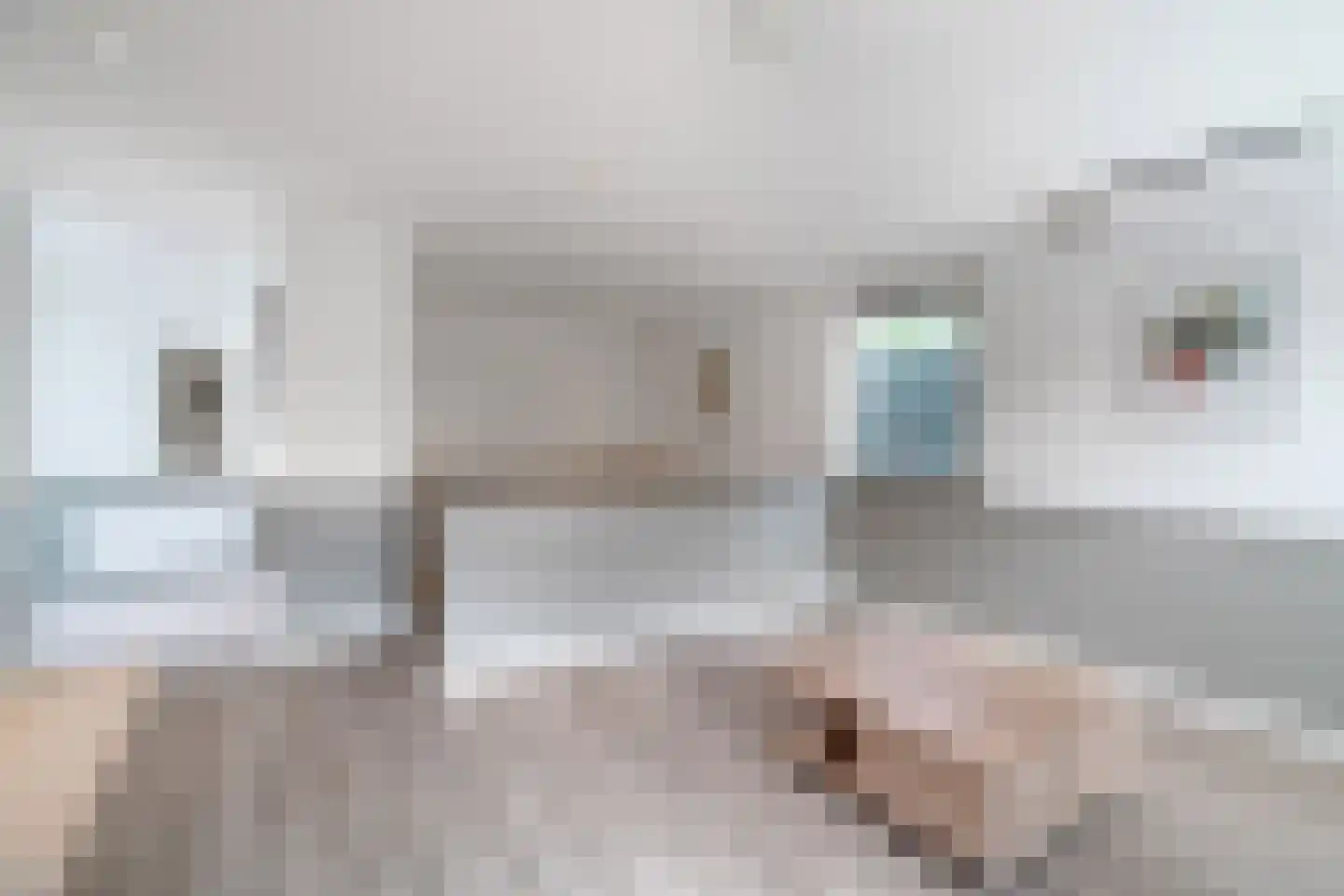 Stiegel 12 Eijsden thumbnail 30