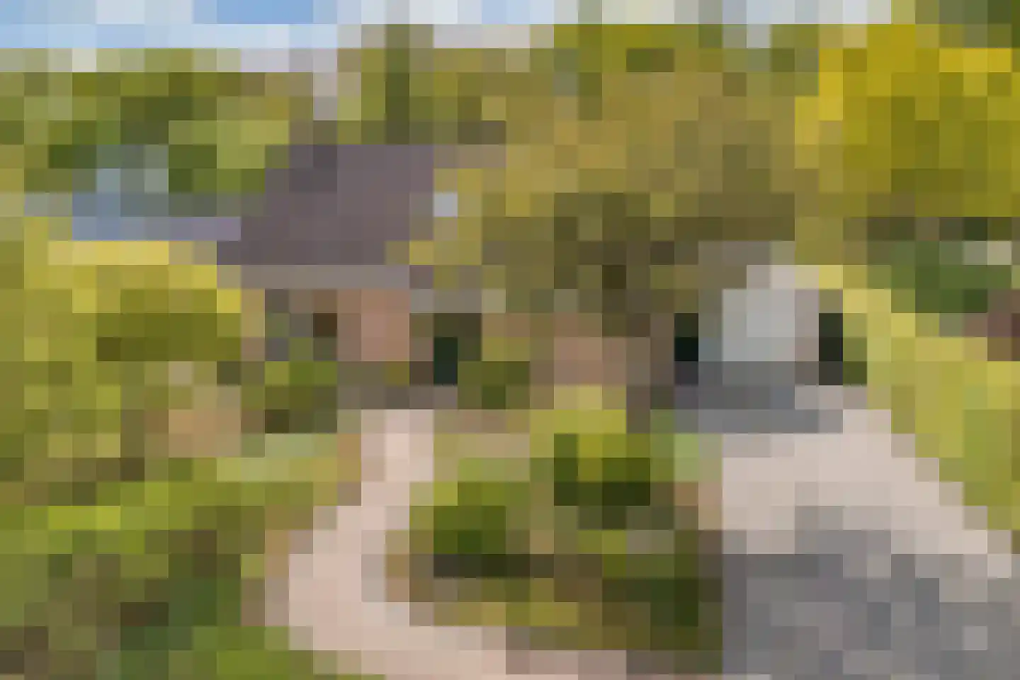 Stiendollen 25 Oudemirdum thumbnail 11