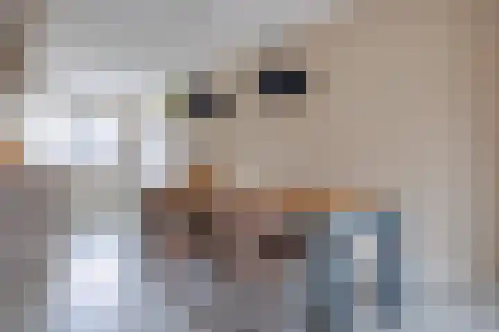 Stier 16 Elst thumbnail 11