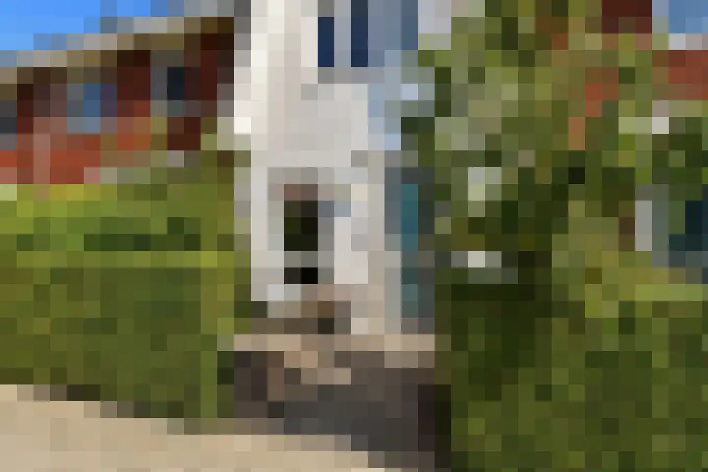Stier 25 Elst thumbnail 11