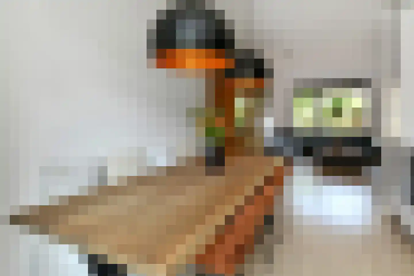 Stier 25 Elst thumbnail 24