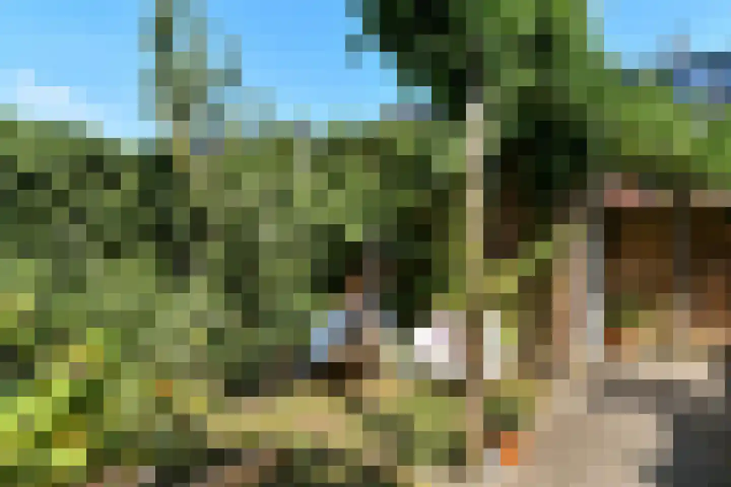Stier 25 Elst thumbnail 51