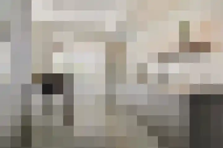 Stier 9 Elst thumbnail 10