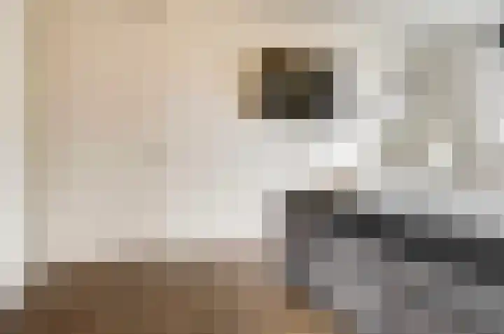 Stier 9 Elst thumbnail 17
