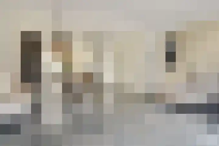 Stier 9 Elst thumbnail 8