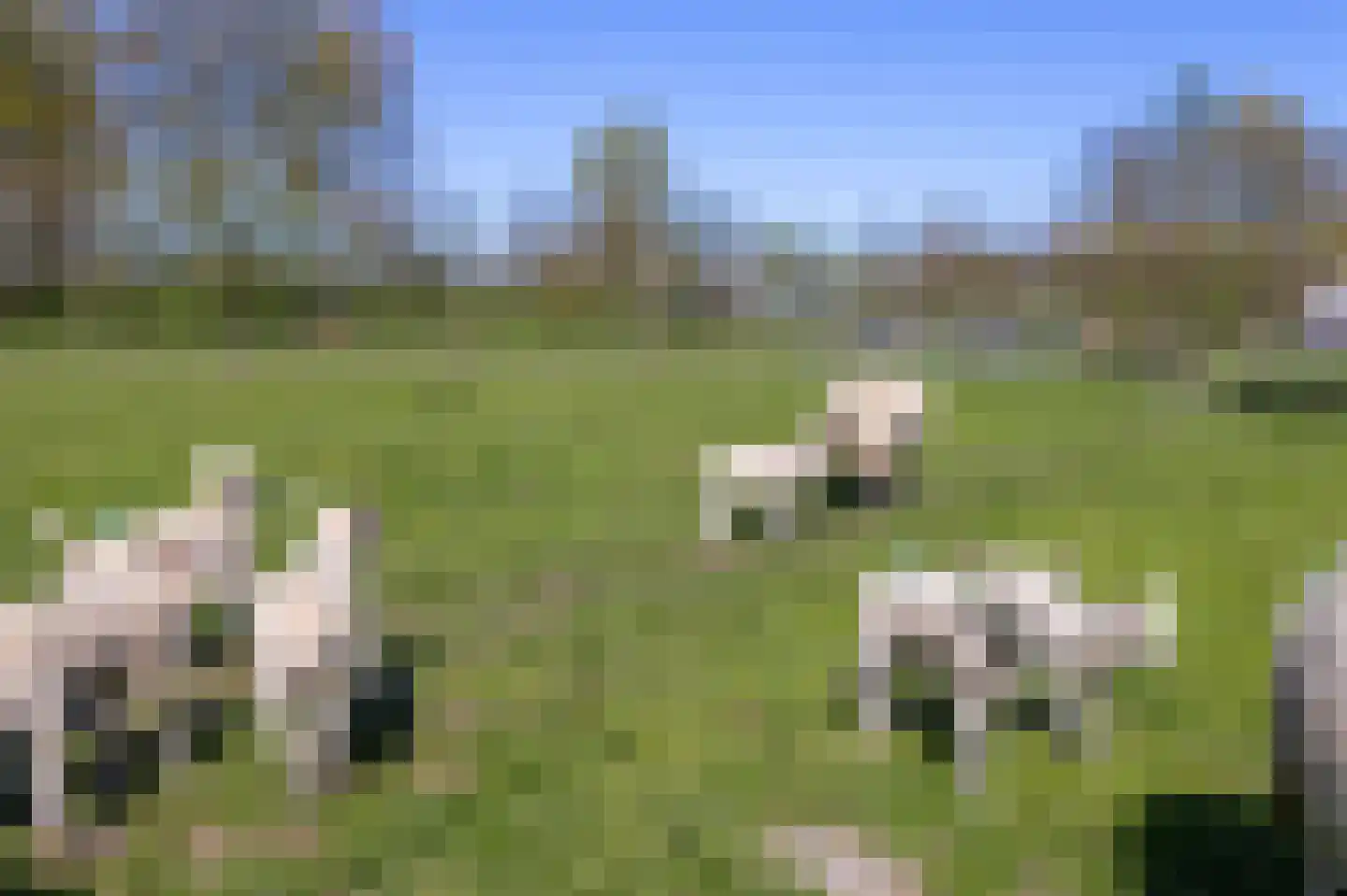 Stijgbeugel 71 Zwaag thumbnail 36