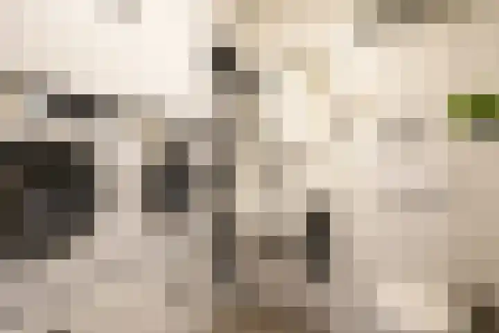 Stijn Streuvelsstraat 12 Landgraaf thumbnail 26