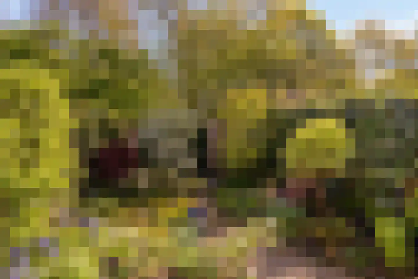 Stikkelwaard 162 Alkmaar thumbnail 16