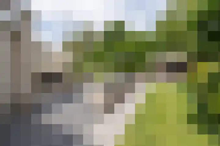Stinus Blomlaan 23 Maarsbergen thumbnail 56