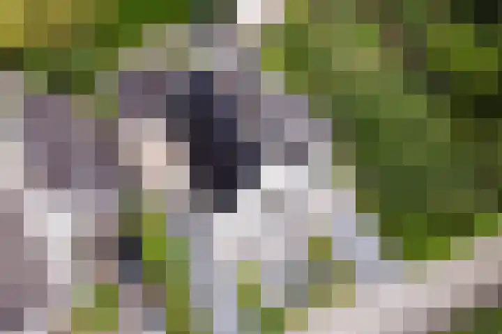 Stinus Blomlaan 23 Maarsbergen thumbnail 66