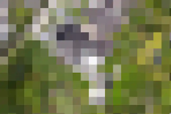 Stinus Blomlaan 23 Maarsbergen thumbnail 67