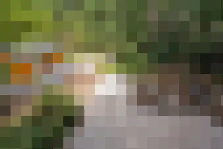 Stiphoutseweg 1 Lieshout thumbnail 11