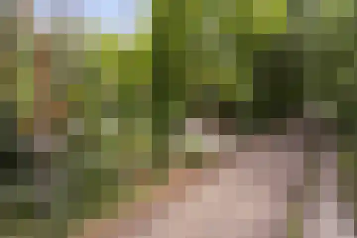 Stiphoutseweg 1 Lieshout thumbnail 28