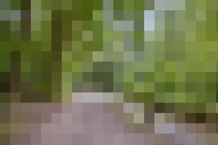 Stiphoutseweg 1 Lieshout thumbnail 31