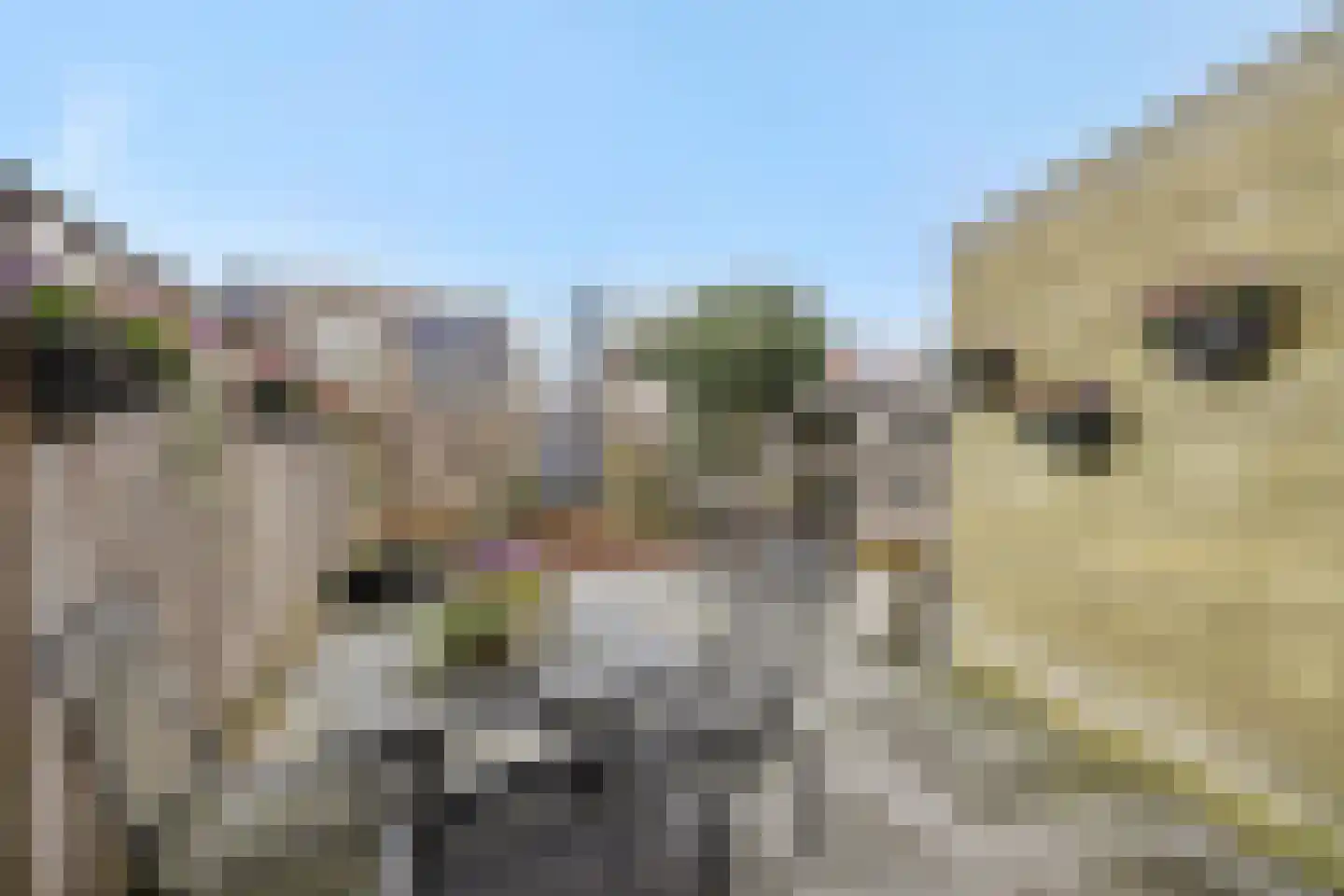 Stockhekken 27 Heesch thumbnail 31