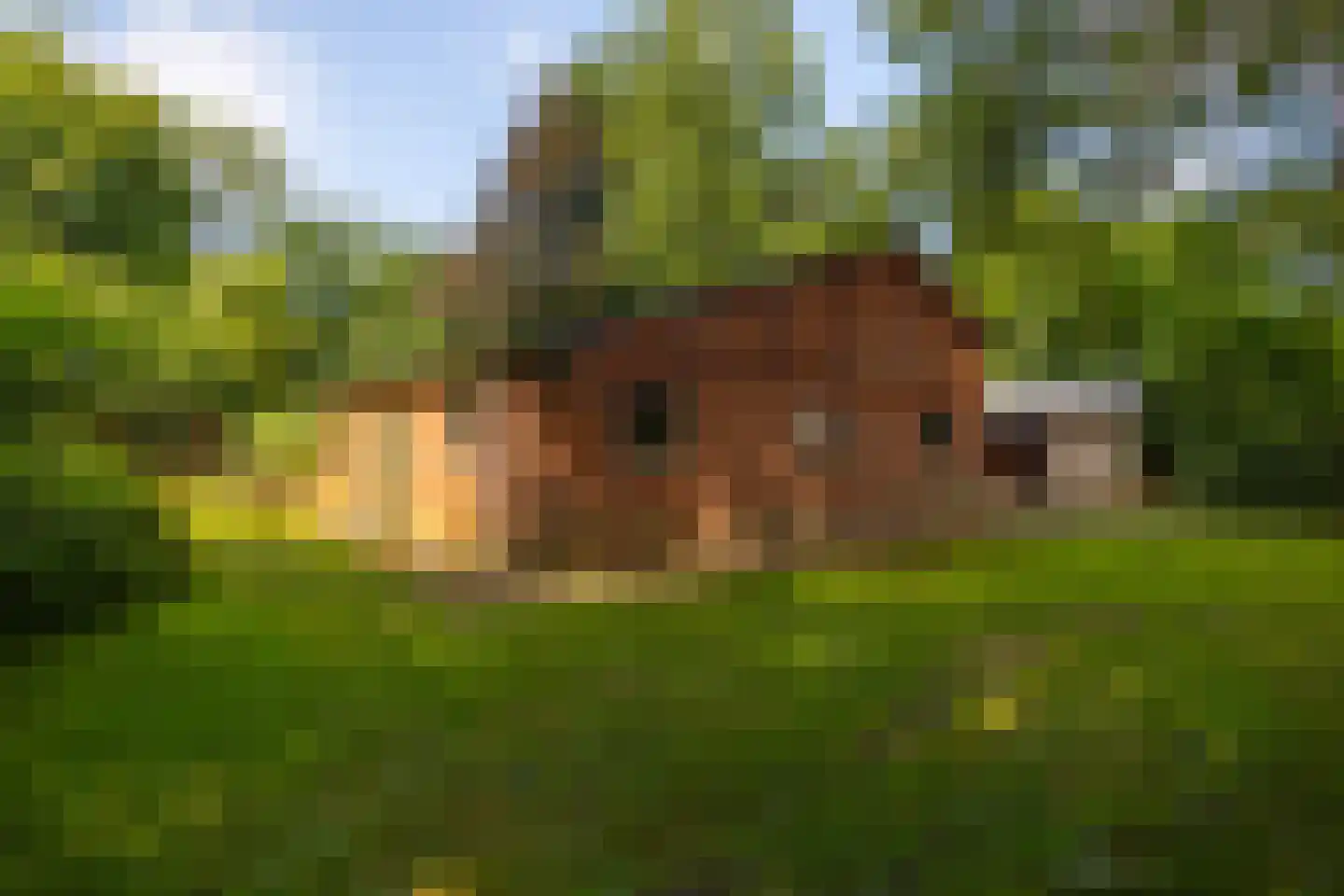 Stoevelaarsweg 2 Goor thumbnail 44