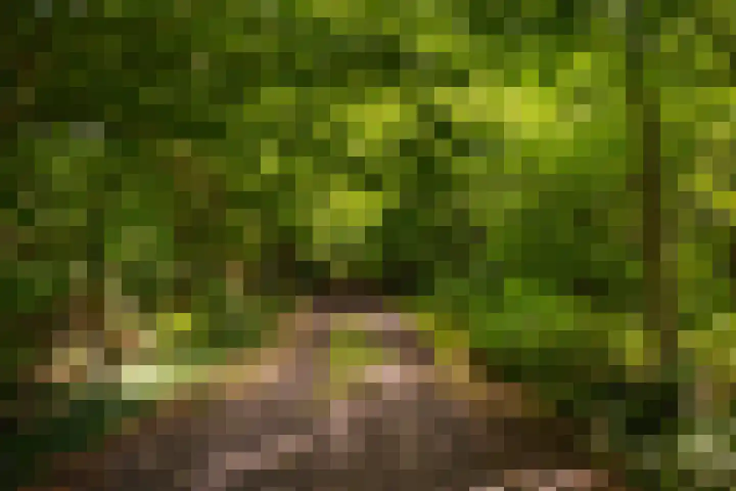 Stoevelaarsweg 2 Goor thumbnail 78