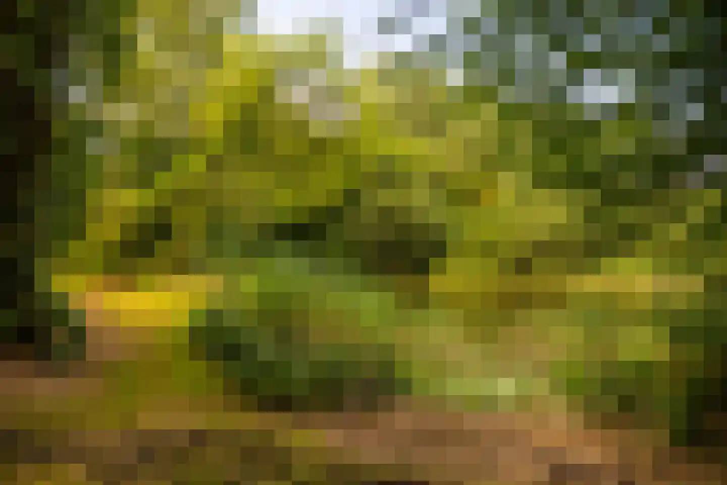 Stoevelaarsweg 2 Goor thumbnail 80