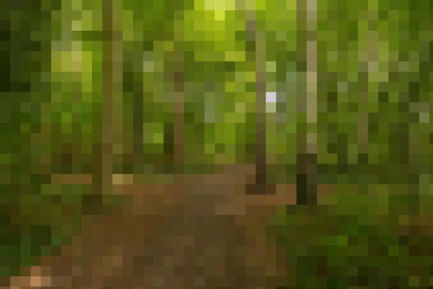 Stoevelaarsweg 2 Goor thumbnail 81