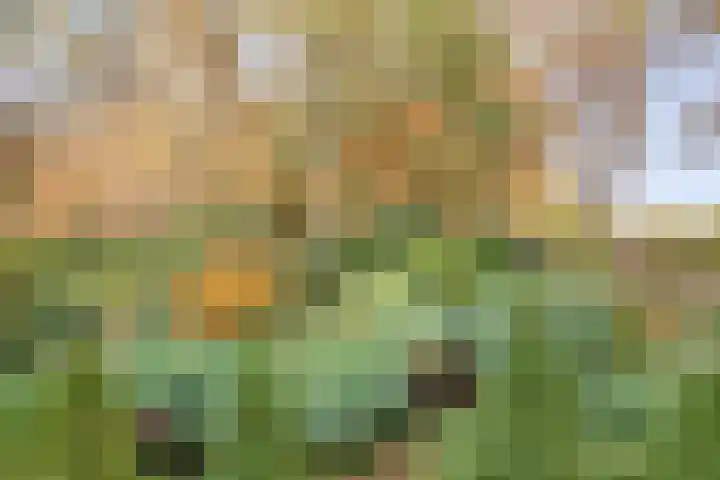Stoevenweg 36 Heino thumbnail 52