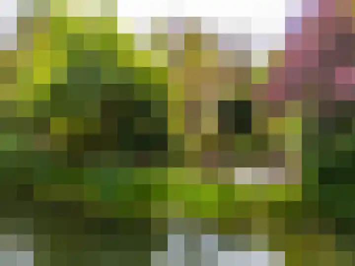 Stokebrand 373 Zutphen thumbnail 42
