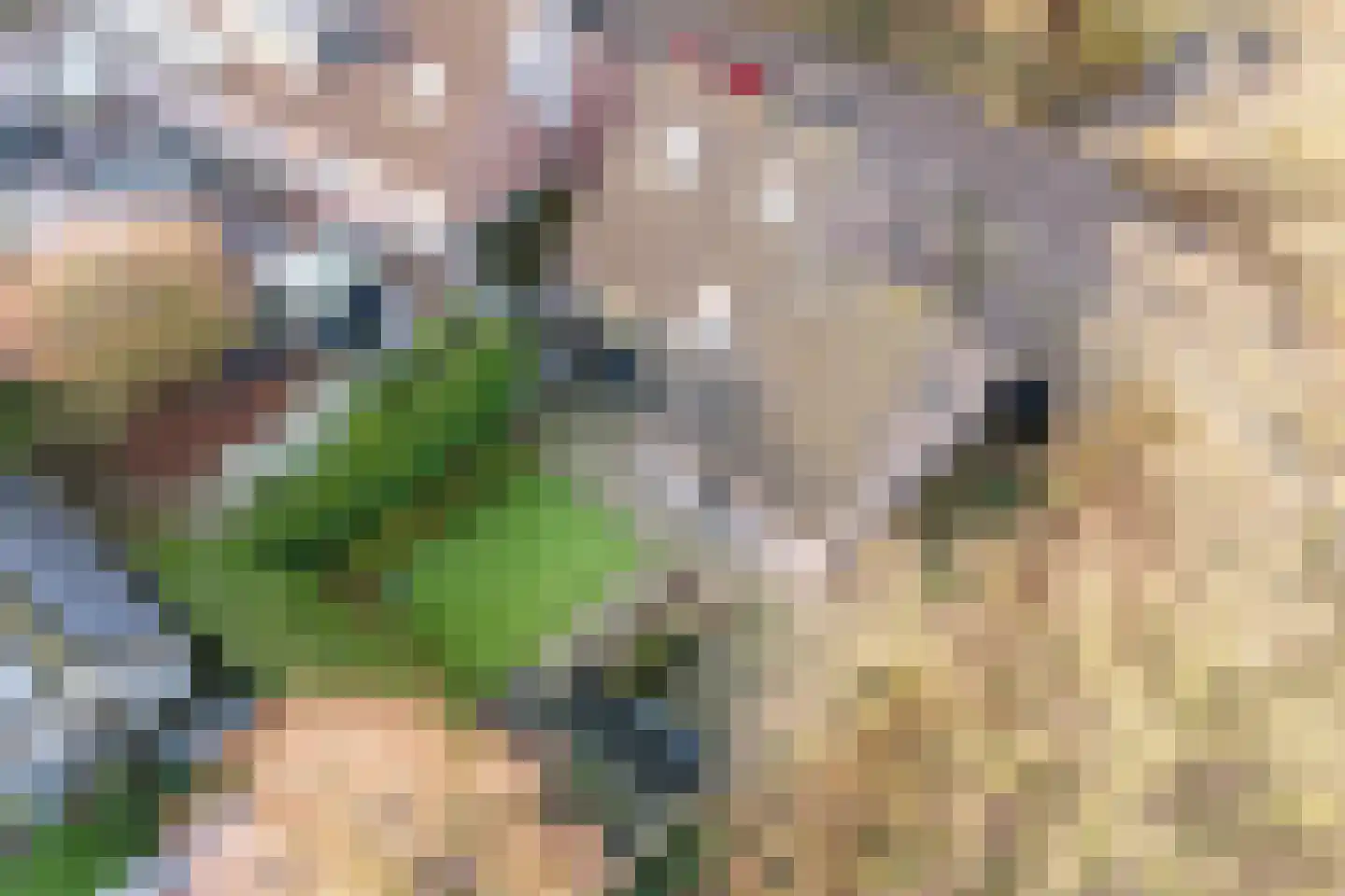 Stokekker 69 Bladel thumbnail 55