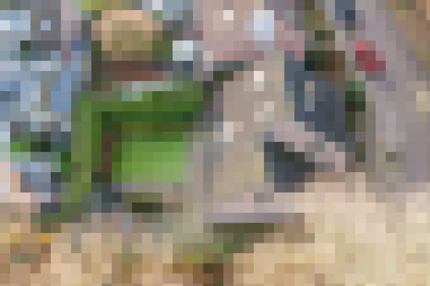 Stokekker 69 Bladel thumbnail 56