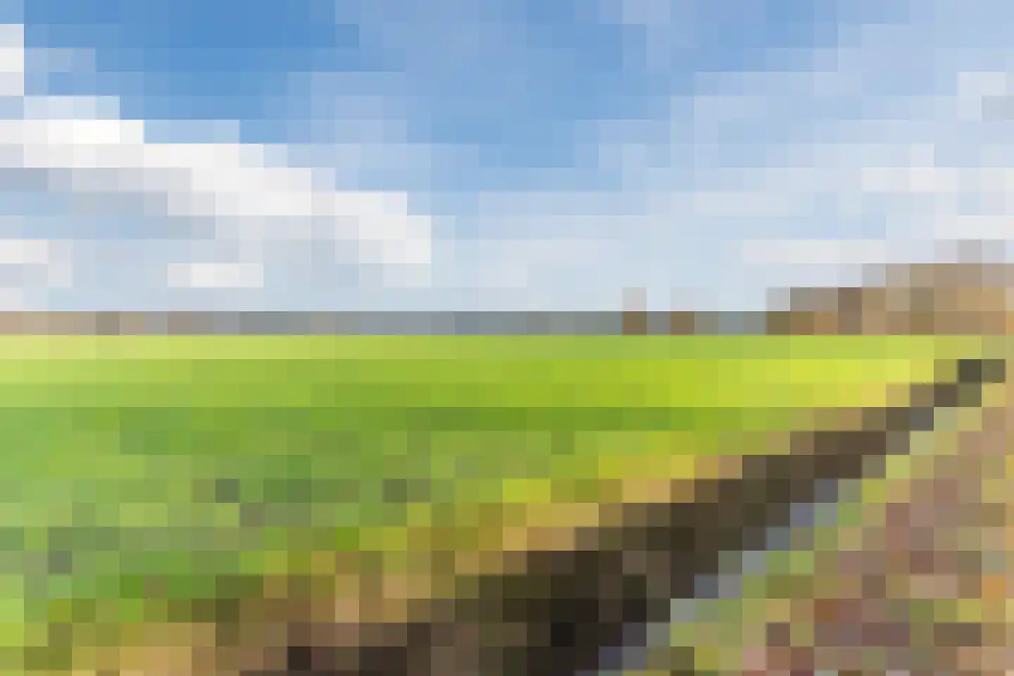 Stokekker 69 Bladel thumbnail 68