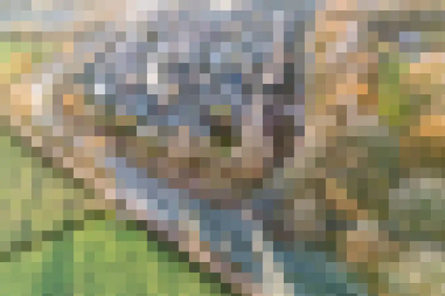 Stokekker 69 Bladel thumbnail 71