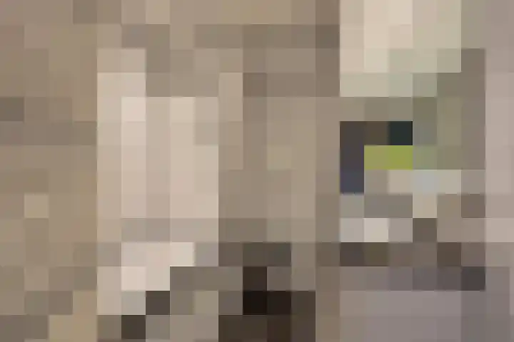 Stokhem 70 Wijlre thumbnail 25