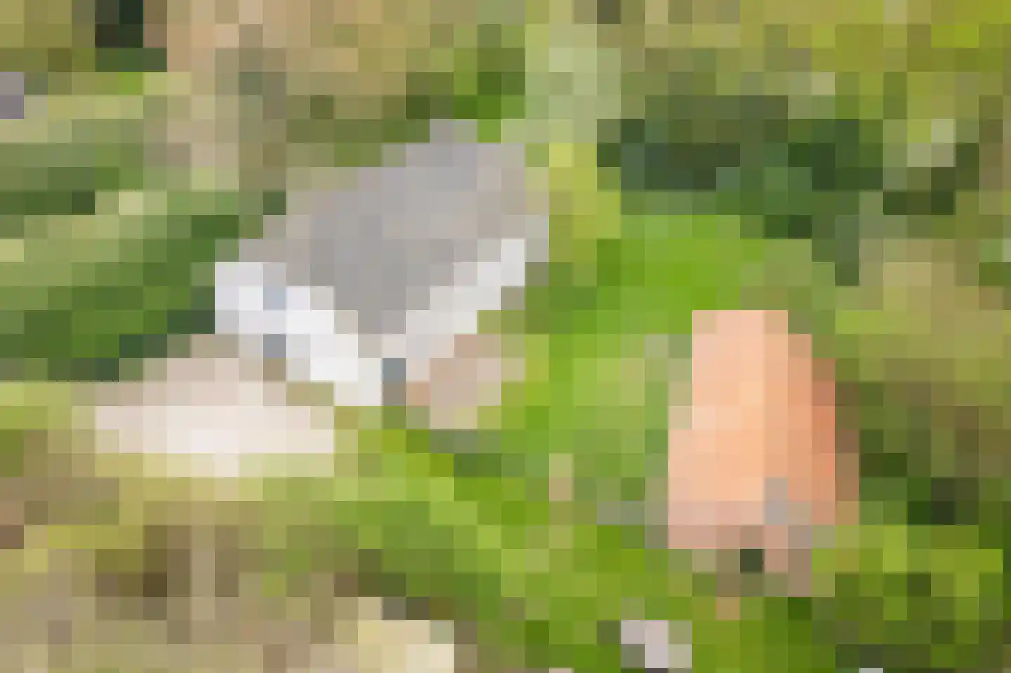 Stokhorsterweg 5 Ulft thumbnail 7