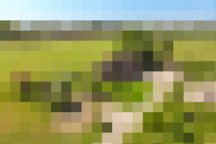 Stokkumerbroekweg 6 a Markelo thumbnail 38