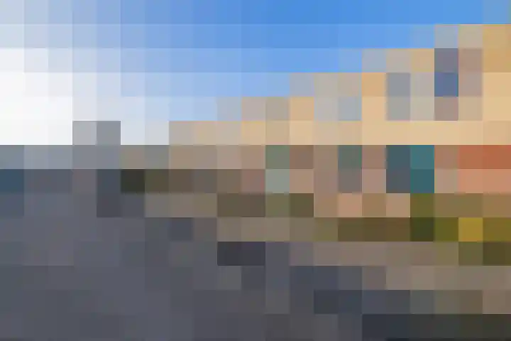 Stokroos 8 Noordwijkerhout thumbnail 28