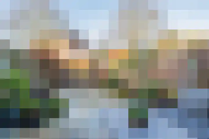 Stokroos 8 Noordwijkerhout thumbnail 5