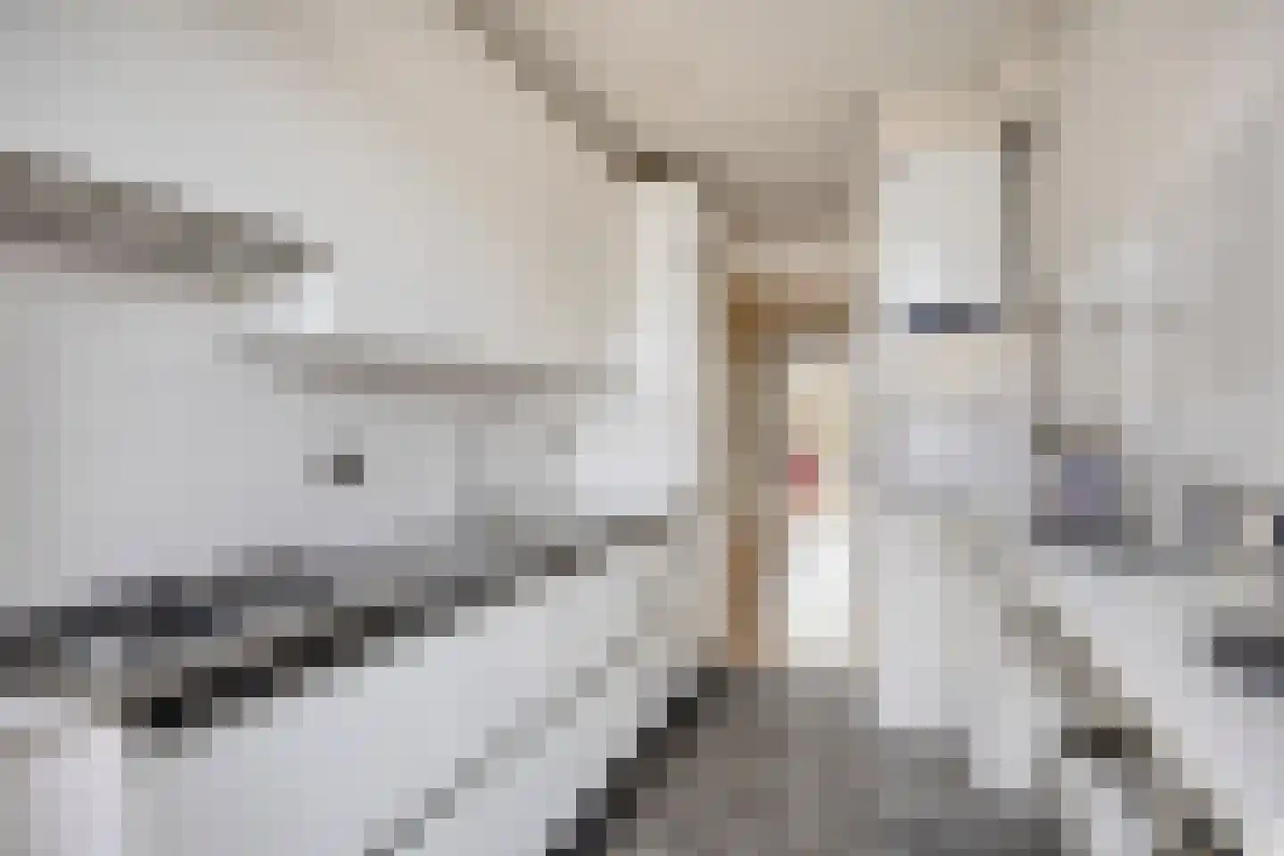 Stokroosstraat 127 Den Haag thumbnail 24