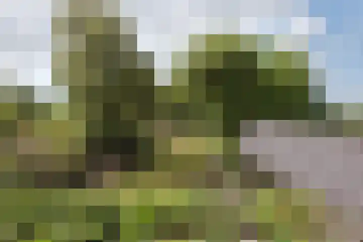 Stommeerweg 36 Aalsmeer thumbnail 28