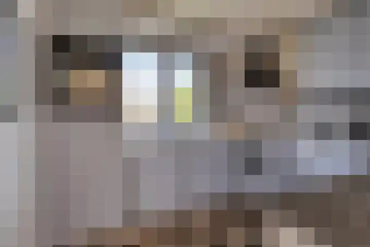 Stoofdijk 9 Dinteloord thumbnail 14