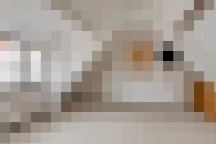 Stoofdijk 9 Dinteloord thumbnail 22