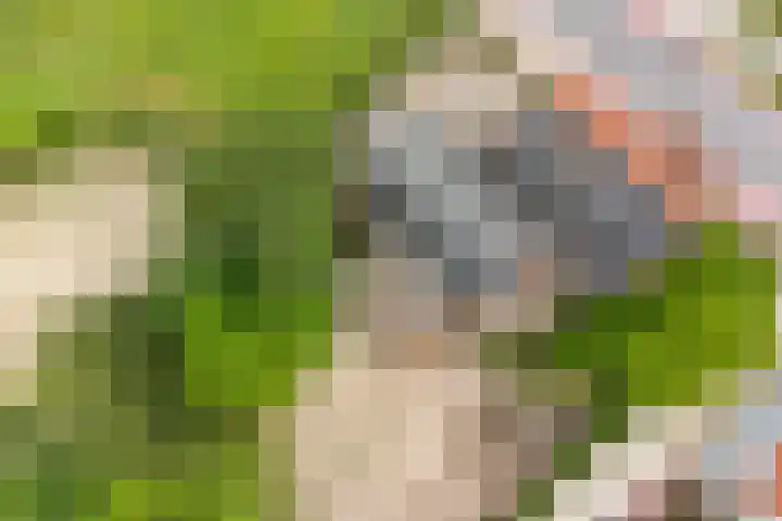 Stougjesdijk 283 Oud-Beijerland thumbnail 11