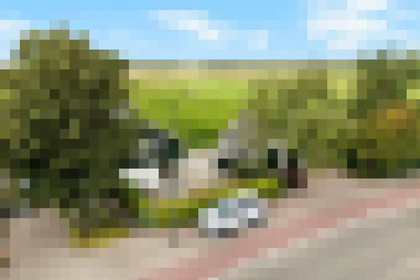 Stougjesdijk 55 Westmaas thumbnail 42
