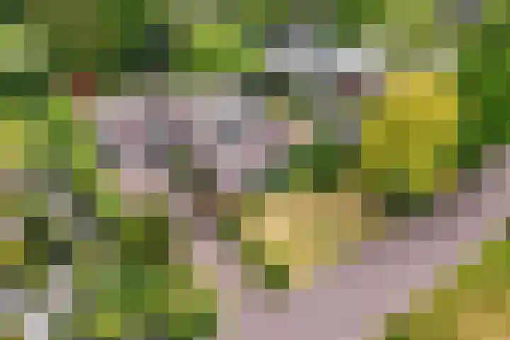 Stoukamp 6 Bakkeveen foto 3