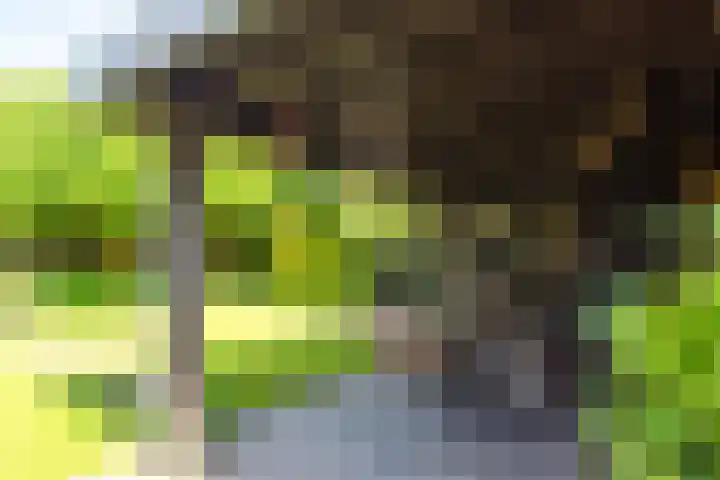 Strammerboogh 35 Akersloot thumbnail 61