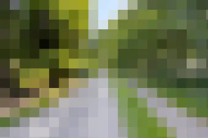 Stramproyergrensweg 60 Weert thumbnail 32