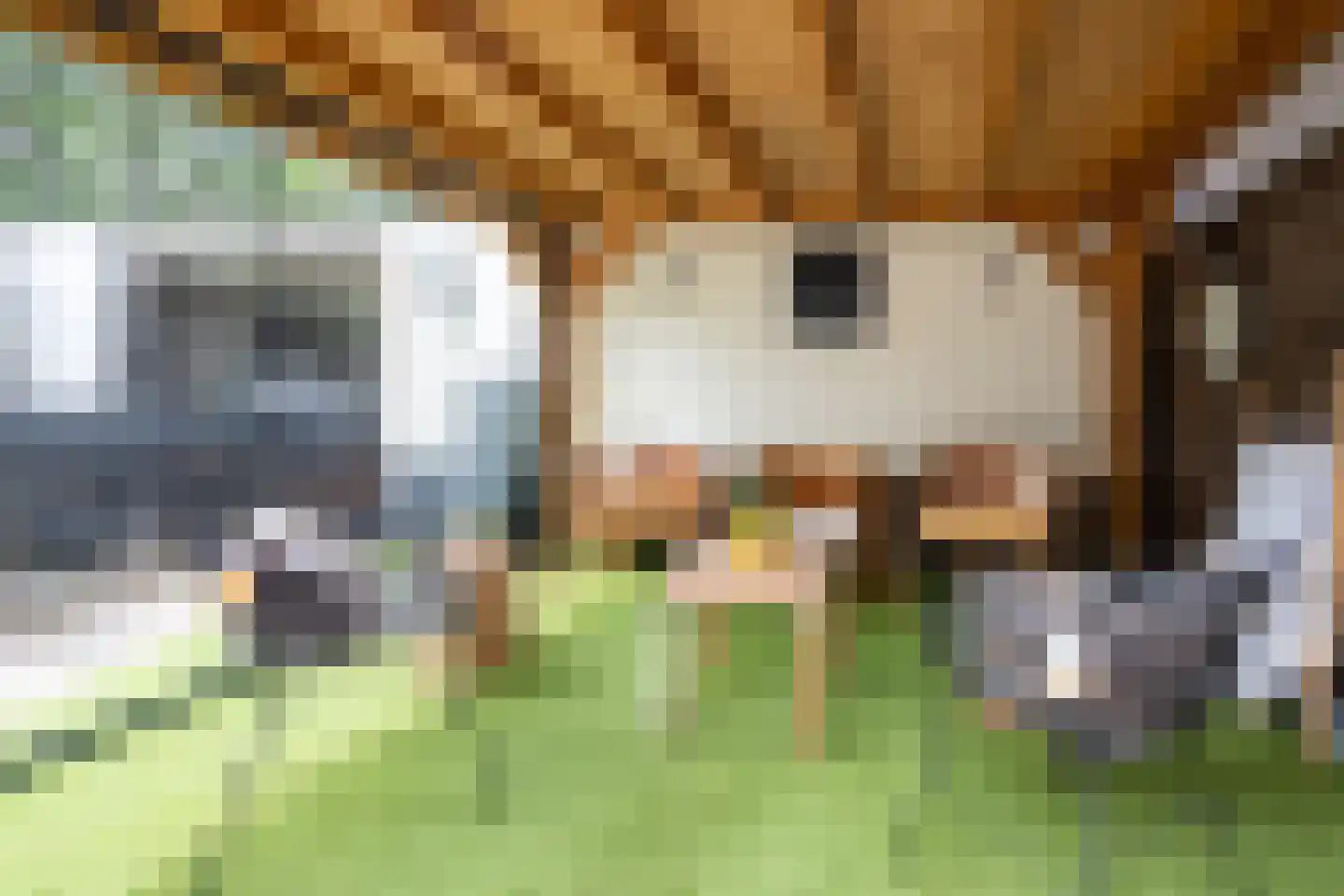Strandgaper 12 Philippine thumbnail 31